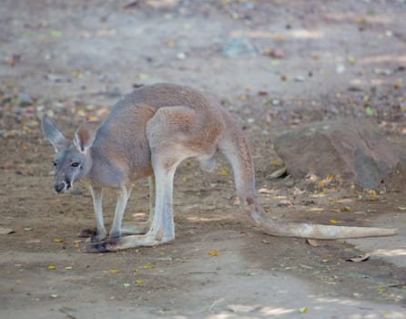 Grey Kangaroo in the park
