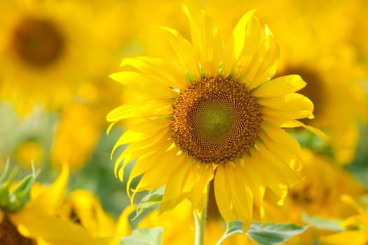 Sun flower in the countryside