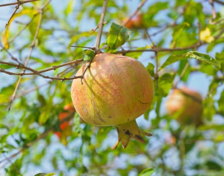 Closeup of  pomegranate fruit detail