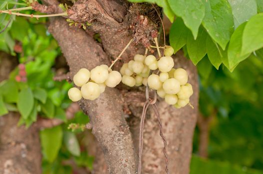 star gooseberry on tree