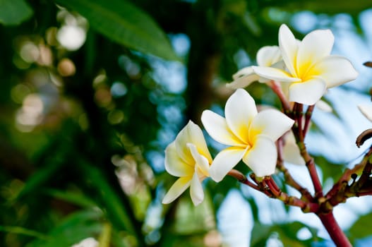 white and yellow frangipani flowers