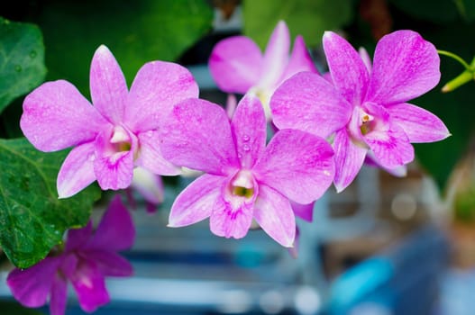 Beautiful purple orchid