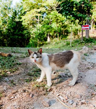 Cat walk in the forest