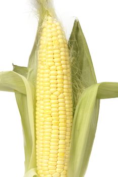 cob young corn isolated on a white background