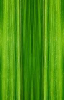 Pattern of green leaf background