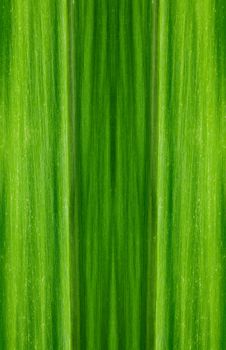 Pattern of green leaf background