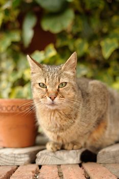 The glance of a beautiful cat along the road of Florence