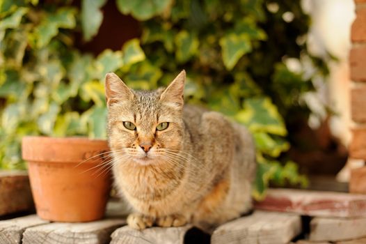 The glance of a beautiful cat along the road of Florence