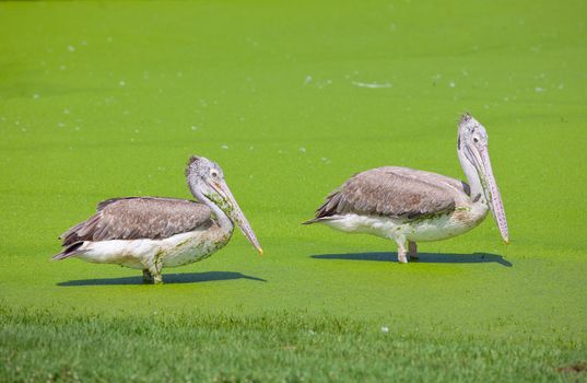 majestic Dalmatian pelican standing on water