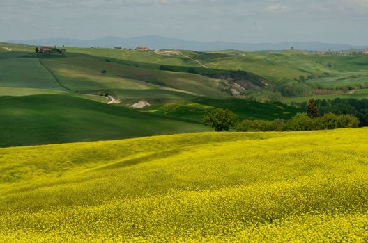 One of the most beautiful country landscape in Tuscany