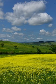 One of the most beautiful country landscape in Tuscany