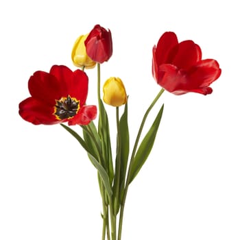 Studio shot of tulips isolated on white background.