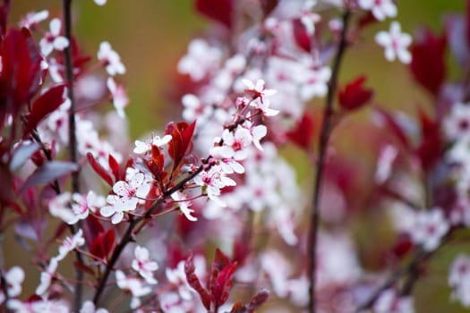 Floers in bloom.