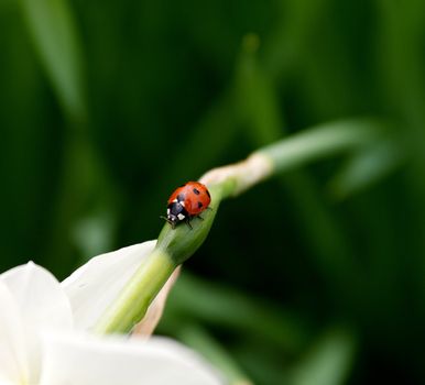 Ladybug on beautiful narcissus flower close up on green leaves background