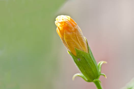 Yellow Hibiscus Flower bud on out of focus background

