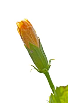 Yellow Hibiscus Flower bud on white background

