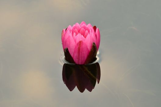 Pink Water Lilly floating in a pond.