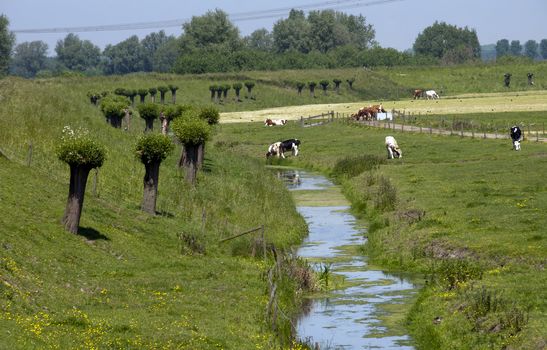 dutch landscape with cows river trees and grass