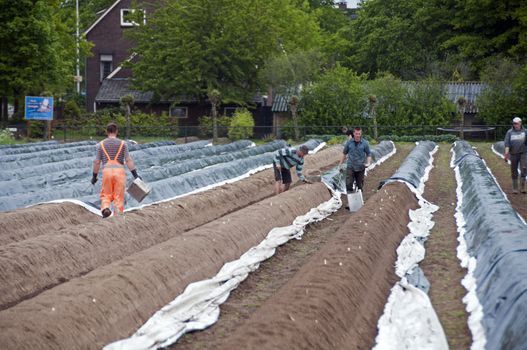 people bysy with asparagus harvest