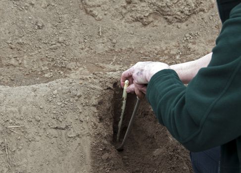 the way to harvest asparagus by hand