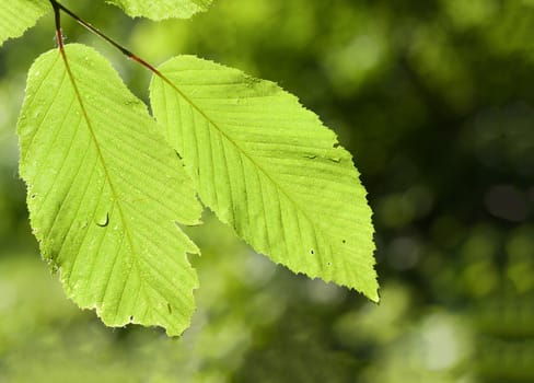 Green leaves with water 