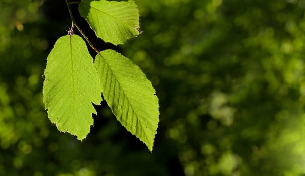 Green leaves with water