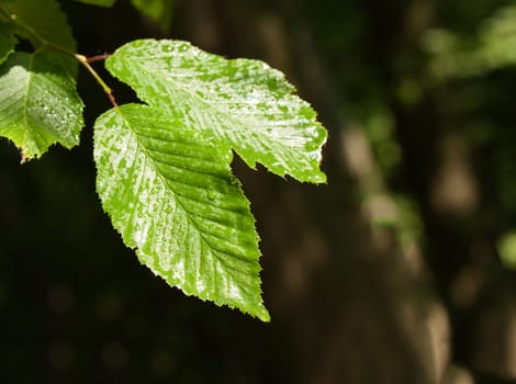 Green leaves with water 