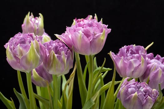 beautiful   purple tulips crispa isolated over black