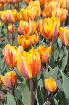 Tulip Flowers