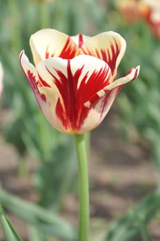 Tulip Flowers