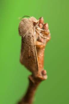 Orthosia cruda