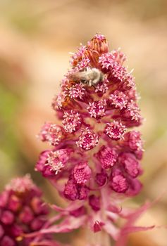 Petasites officinalis