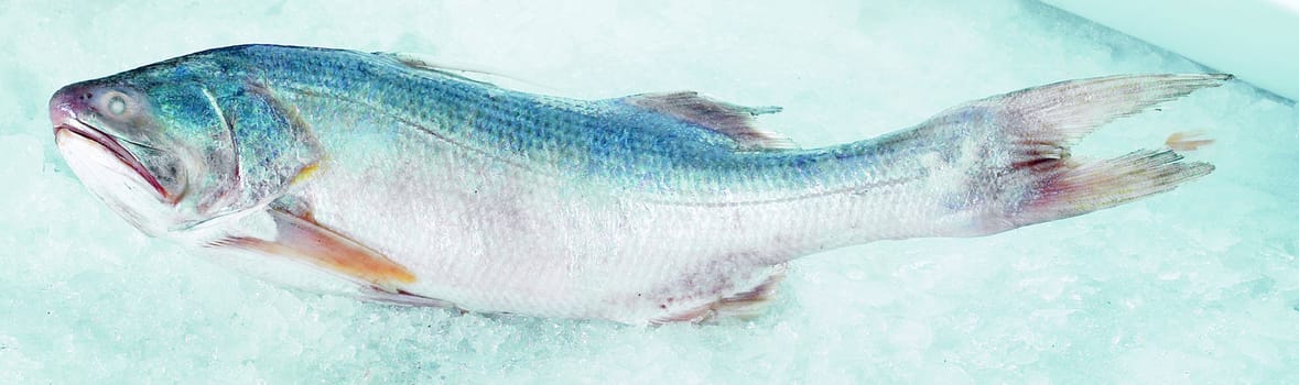 Image series of fishes. Kurau fish.