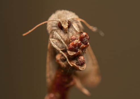 Orthosia cruda