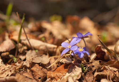 Hepatica