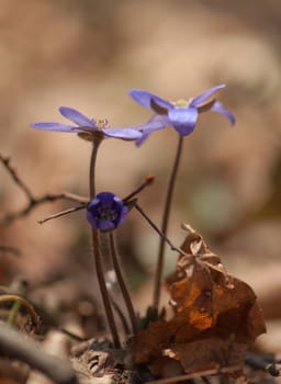 Hepatica