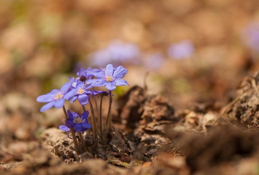 Hepatica