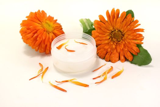 marigold salve with flowers, leaves and petals on a bright background