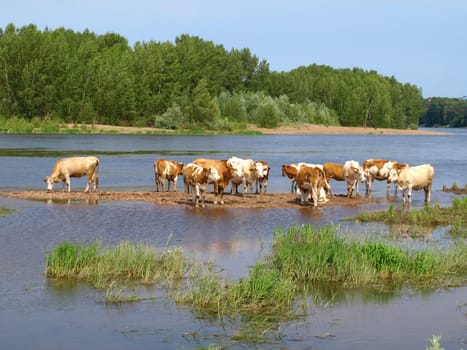 Summer nature with cows on the river.