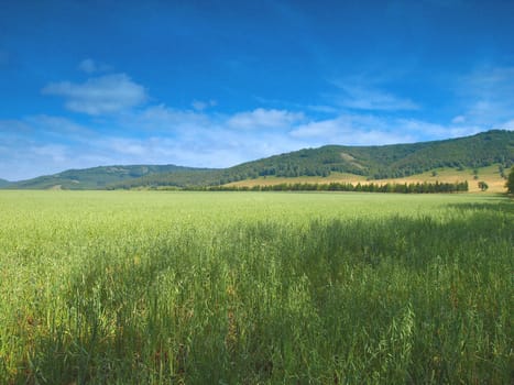 Summer landscape with mountains