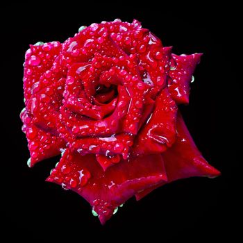 a blooming red rose bud in the drops of water on an isolated black background