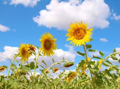 Sunflowers over blue sky with clouds