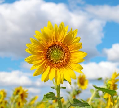 Blossom sunflower over blue sky