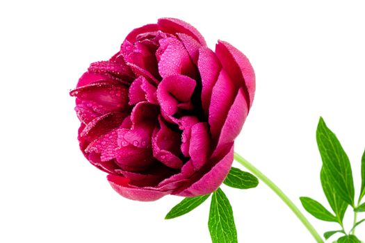 Peony flower isolated on white background