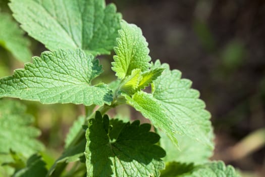 Melis plant in sunny day