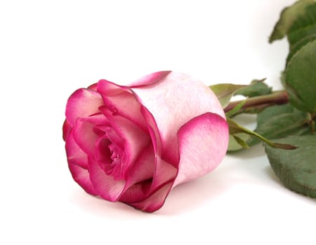 Pink rose over white. Shallow DOF.