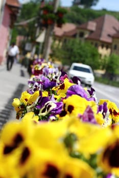 pansies bedded in windowboxes across the road