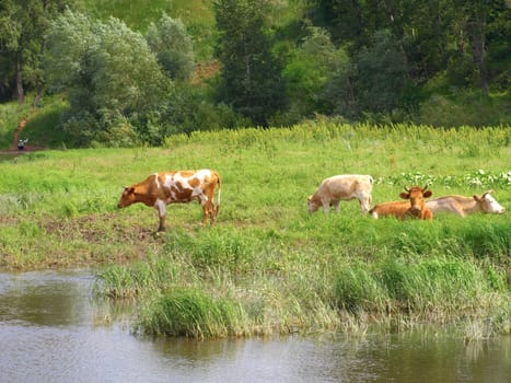 Summer nature. Cows on the river.