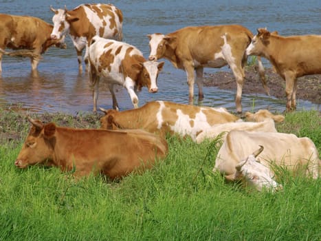 Cows on the riverbank