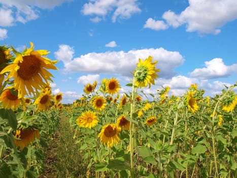 Sunflower's field with blue sky